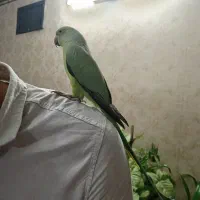 طوطی ملنگو دستی سخنگو