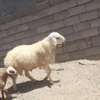 قوچ فروشی