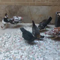 مرغ و خروس گلین