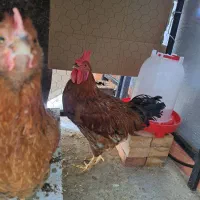 خروس گلپایگانی