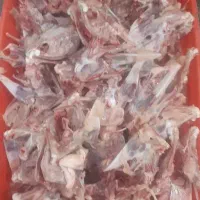 گردن واسکلت مرغ
