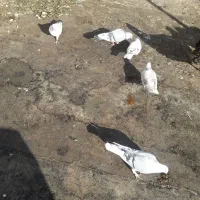 کبوتر  نشان دار توافقی