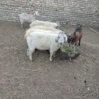 فروش نری چاق