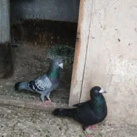 کبوتر