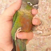 گرین چیک نر تازه دونخور رام