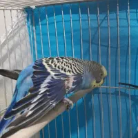 مرغ عشق
