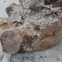 ریشه گردو بسیار بزرگ