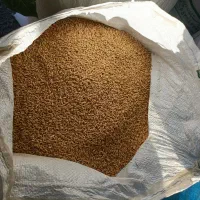 گندم بذری باران.مخصوص دیم