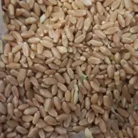 گندم طیور