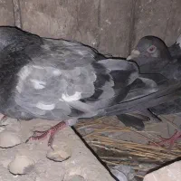 کبوتر