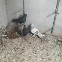 کفتر|پرنده|شیراز, آزادگان|دیوار