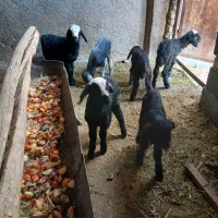 بره شیری شال غره