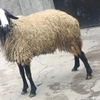 بره 60 ک|حیوانات مزرعه|قزوین, |دیوار