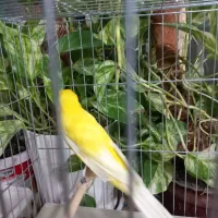 قناری کشیده بلندقرص بخوان 4500000