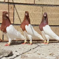 ستا نرکله سرخ خونی اس اس جون