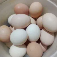تخم مرغ محلی