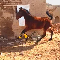 کره اسب کرورد