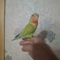 طوطی کوتوله برزیلی
