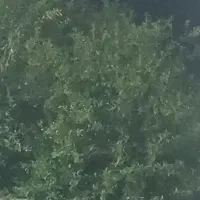 کارگر بذر پخش کن