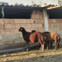 نر بره افشار چاق سرک دار