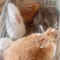 خرگوش
