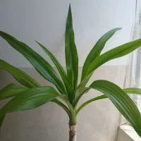 گل و گیاه