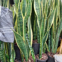 گل سانسوریا 4یا 5غلاف تعداد 1200گلدان در انبار