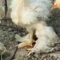 جوجه های ۲۰روزه ی پاپری