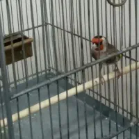 سره لربخون استاد بالاسر جوجه