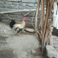 خروس محلی