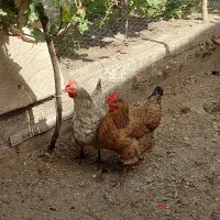 مرغ تخم گذار
