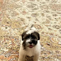 توله شیتزو دوماهه