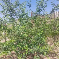 ویلایی-دربست-بعثت-17