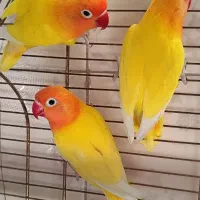 طوطی برزیلی فیشر طلایی