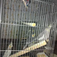 عروس هلندی