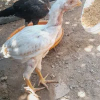 جوجه لاری