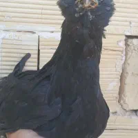 تعدادی مرغ وخروس ونیمچه