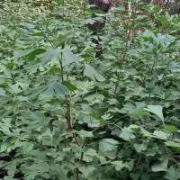 ژینکو و مورت