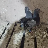 ده عدد جوجه پلاکی نژاد دار