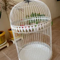 قفس گرده نو
