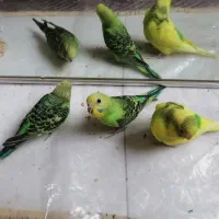 فروش2 مرغ عشق یک ماهه