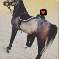 اسب نریون