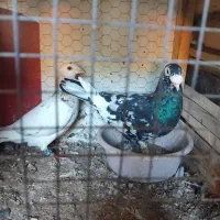 سار|پرنده|نیشابور, مازول|دیوار