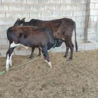 گاو جرسی با گوساله نر بزرگ ۶ما ابستن