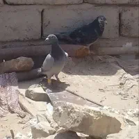 جفت نروماده به فروش  می رسید