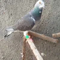 کبوتر بوم