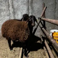 بره هترو