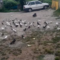 کبوتر کلی به فروش می‌رود