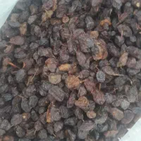 انواع کشمش مخصوص ابگیری