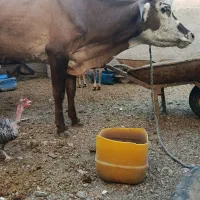 گستر گاو جوان با گوساله